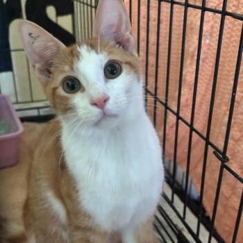Winnie -  Domestic Short Hair Cat for Adoption in Midland, Texas - Winnie | PetCurious