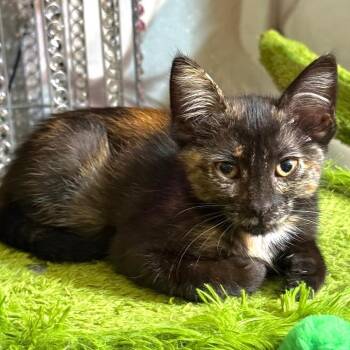 Cactus -  Domestic Short Hair Cat for Adoption in San Antonio, Texas - Cactus | PetCurious