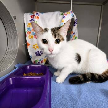 Hoot -  Domestic Short Hair Cat for Adoption in Moundsville, West Virginia - Hoot | PetCurious