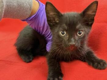 Domestic Short Hair Cats Available for Adoption in Doral, Florida - HEITH | PetCurious