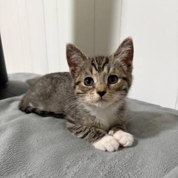 Vancouver -  Domestic Short Hair Cat for Adoption - Vancouver | PetCurious
