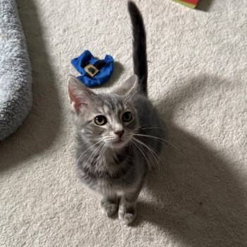 Larry -  Domestic Medium Hair Cat for Adoption in Gibsonia, Pennsylvania - Larry | PetCurious