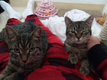 Domestic Short Hair Cats Available for Adoption in Oakland, California - Pixie | PetCurious