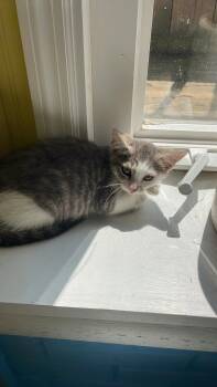 Rain -  Domestic Short Hair Cat for Adoption in Lewistown, Pennsylvania - Rain | PetCurious
