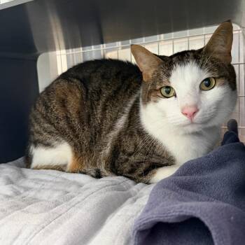 Chandler -  Domestic Short Hair and Mixed Breed Cat for Adoption in Chicago, Illinois - Chandler | PetCurious