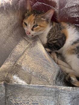 PAMELA -  Domestic Short Hair Cat for Adoption in San Antonio, Texas - PAMELA | PetCurious