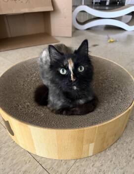 Emmah -  Domestic Long Hair Cat for Adoption in Walled Lake, Michigan - Emmah | PetCurious