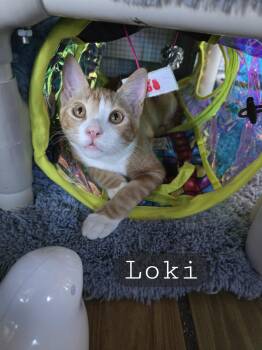 Rescue Tabby Cats for Adoption in Redwood City, California - Linus And Loki | PetCurious