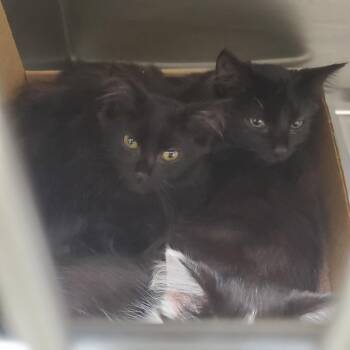Ahoy -  Domestic Short Hair Cat for Adoption - Ahoy | PetCurious
