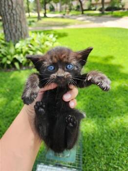 Domestic Short Hair Cats Available for Adoption in Houston, Texas - A656615 | PetCurious