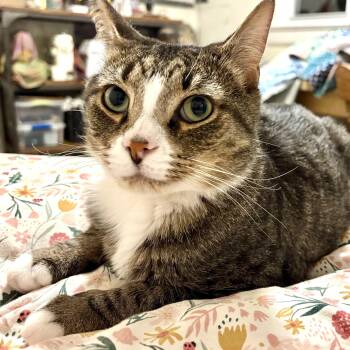 Rescue Domestic Short Hair Cats for Adoption in Akron, Ohio - Ollie | PetCurious