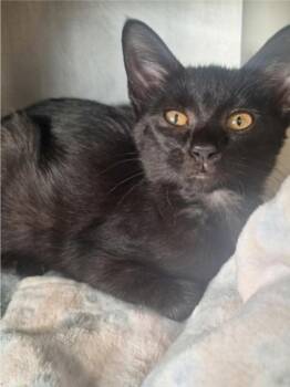 Inky -  Domestic Short Hair Cat for Adoption in Winfield, Kansas - Inky | PetCurious