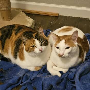 Domestic Short Hair Cats Available for Adoption - Mamacita | PetCurious