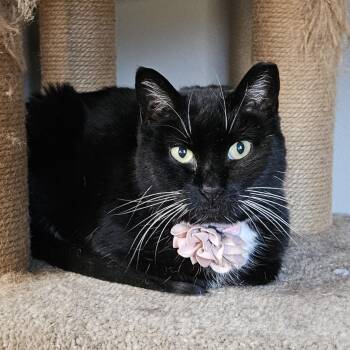 Domestic Short Hair Cats Available for Adoption - Maisy | PetCurious