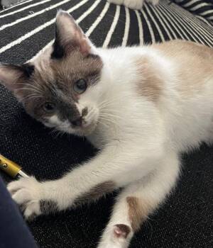 Snowshoe Cats Available for Adoption in Youngsville, North Carolina - Ediko26 | PetCurious