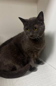 Darby -  American Shorthair Cat for Adoption in Greenfield, Indiana - Darby | PetCurious