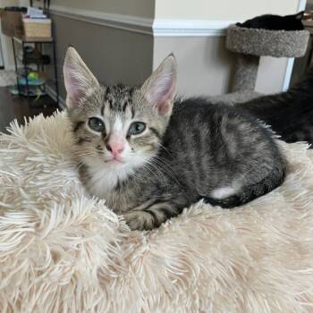 Rescue Domestic Short Hair Cats for Adoption in Lyndhurst, Virginia - Swiss Roll | PetCurious