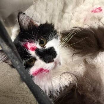 Domestic Medium Hair Cats Available for Adoption - Zig Zag | PetCurious