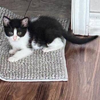 Tux -  Domestic Short Hair Cat for Adoption in San Antonio, Texas - Tux | PetCurious