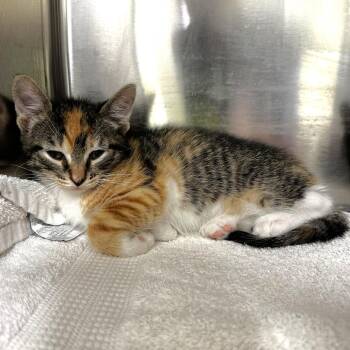 Lucy -  Domestic Short Hair Cat for Adoption in Warrensburg, Missouri - Lucy | PetCurious