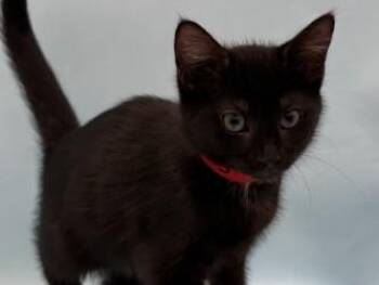 Janice -  Domestic Medium Hair and Domestic Short Hair Cat for Adoption in Golden Valley, Minnesota - Janice | PetCurious