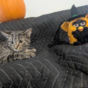 Wiley -  Domestic Short Hair Cat for Adoption in Carmel, Indiana - Wiley | PetCurious