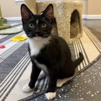 Billy Ray -  Domestic Short Hair Cat for Adoption in Roswell, Georgia - Billy Ray | PetCurious