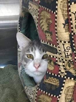 Rescue Domestic Short Hair Cats for Adoption in Cincinnati, Ohio - Link | PetCurious