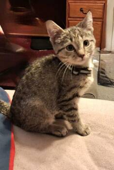 Wednesday -  Tabby Cat for Adoption in Penns Grove, New Jersey - Wednesday | PetCurious