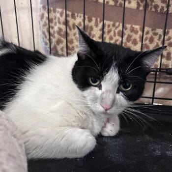 Domestic Short Hair Cats Available for Adoption in Webster, Texas - Willa | PetCurious