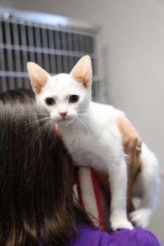Snowcloud -  Domestic Short Hair Cat for Adoption in Winnipeg, Manitoba - Snowcloud | PetCurious