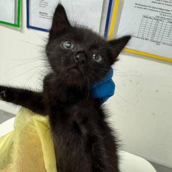 Dandelion -  Domestic Short Hair Cat for Adoption in Leander, Texas - Dandelion | PetCurious