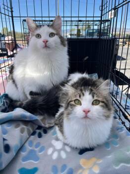 Rescue Domestic Long Hair Cats for Adoption in Price, Utah - Bjorn & Duva | PetCurious