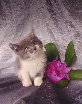 Jennifer 660 -  Domestic Short Hair Cat Available for Adoption - Jennifer 660 | PetCurious