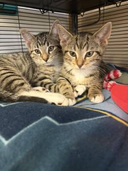 Domestic Short Hair Cats Available for Adoption in Social Circle, Georgia - Jasper | PetCurious