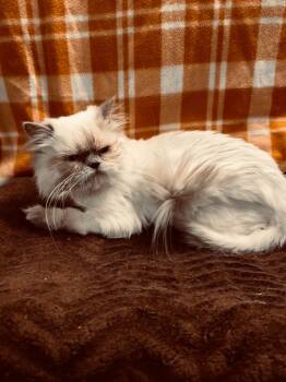 Rescue Persian Cats for Adoption in Lemoore, California - Suzy | PetCurious