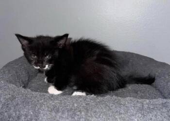 Stilwell -  Domestic Short Hair Cat for Adoption in Poplar Grove, Illinois - Stilwell | PetCurious