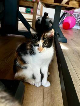 Domestic Short Hair Cats Available for Adoption - Sweet Pea | PetCurious