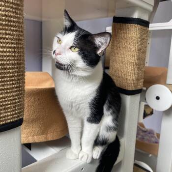 Daxon -  Domestic Short Hair Cat for Adoption in Chicago, Illinois - Daxon | PetCurious