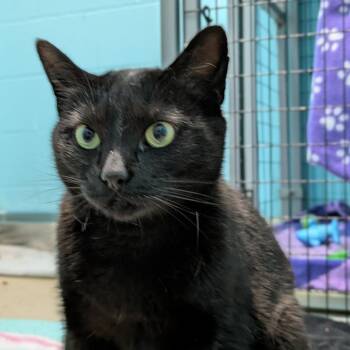 Lulu -  Domestic Short Hair Cat for Adoption in South Burlington, Vermont - Lulu | PetCurious