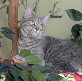Bean -  Domestic Short Hair Cat for Adoption in Hastings, Nebraska - Bean | PetCurious