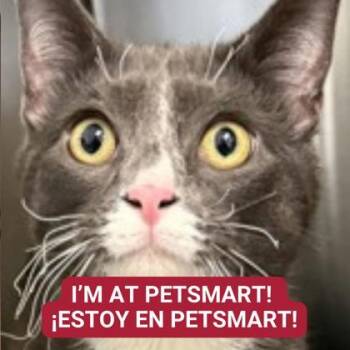 Domestic Short Hair Cats Available for Adoption - Blaze | PetCurious