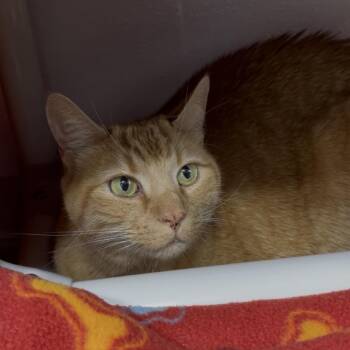 Sneaky Pete -  Domestic Short Hair Cat for Adoption in Clearwater, Florida - Sneaky Pete | PetCurious