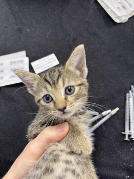 Rescue Domestic Short Hair Cats for Adoption in Fort Walton Beach, Florida - Zombie | PetCurious