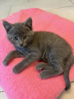 Ac Unit K3 Vents -  Domestic Short Hair Cat for Adoption in Sherwood, Oregon - Ac Unit K3 Vents | PetCurious