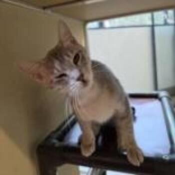 Bread Basket -  Domestic Short Hair Cat for Adoption in Dubuque, Iowa - Bread Basket | PetCurious