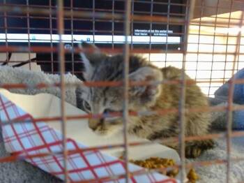 OLIVIA -  Domestic Short Hair Cat for Adoption in Sacramento, California - OLIVIA | PetCurious