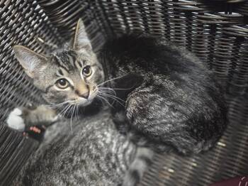 Domestic Short Hair Cats Available for Adoption in Antioch, California - FINCH | PetCurious