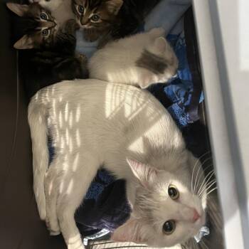 Coco (Queen) -  Domestic Short Hair Cat for Adoption in Redwood City, California - Coco (Queen) | PetCurious