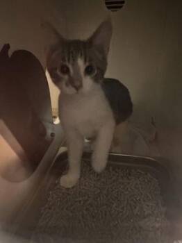 Domestic Short Hair Cats Available for Adoption in Fairfax, Virginia - Aura | PetCurious